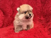 Bear, a male Pomeranian for sale in La Habra Heights, CA – Photo 1 of 3