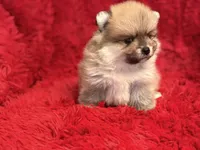 Bear, a male Pomeranian for sale in La Habra Heights, CA – Photo 2 of 3