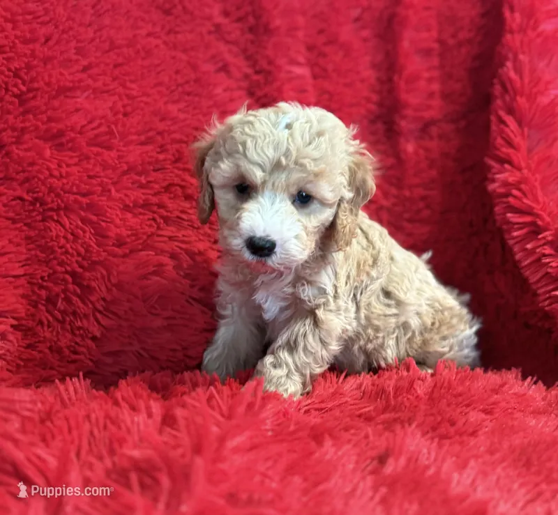 Charlie  – Maltipoo puppy for sale in La Habra Heights, CA