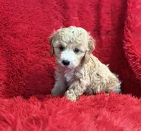 Charlie , a male Maltipoo for sale in La Habra Heights, CA – 1 of 2