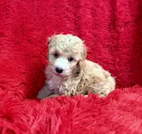 Charlie , a male Maltipoo for sale in La Habra Heights, CA – 2 of 2
