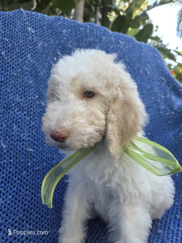 Bear – Goldendoodle puppy for sale in La Habra Heights, CA