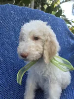 Bear, a male Goldendoodle for sale in La Habra Heights, CA – 1 of 1