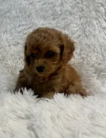 Bella, a female Poodle - Toy  for sale in La Habra Heights, CA – 2 of 2