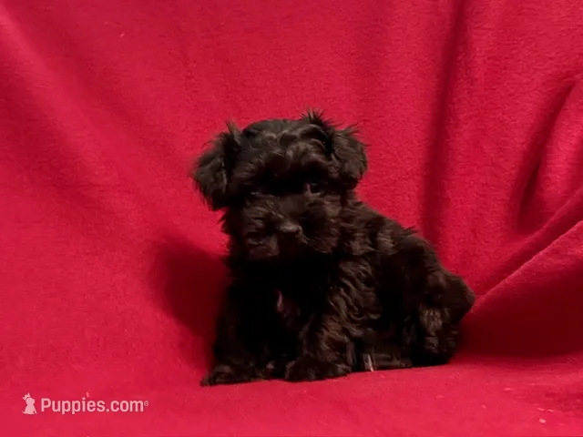 Bella – Mal Shi puppy for sale in La Habra Heights, CA