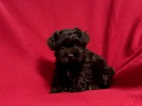 Bella, a female Mal Shi for sale in La Habra Heights, CA – 1 of 1