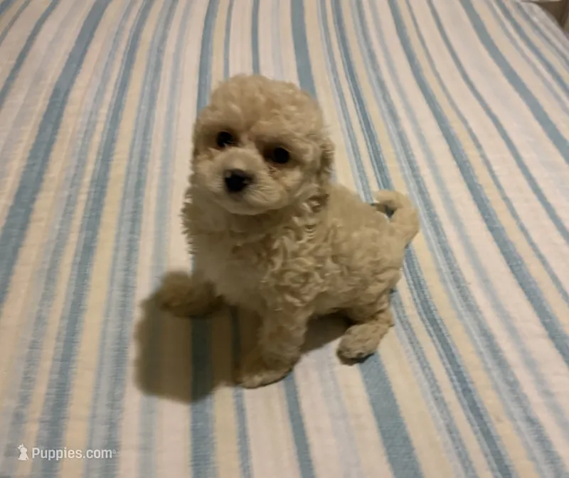 Max – Maltipoo puppy for sale in La Habra Heights, CA