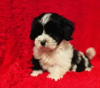 Milo, a male Mal Shi for sale in La Habra Heights, CA – 2 of 2