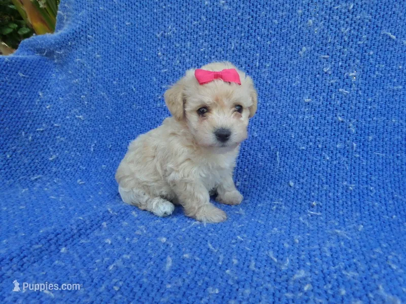 Roxy – Maltipoo puppy for sale in La Habra Heights, CA