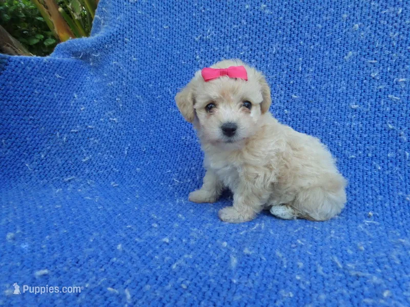 Roxy – Maltipoo puppy for sale in La Habra Heights, CA
