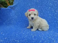 Roxy, a female Maltipoo for sale in La Habra Heights, CA – 1 of 2