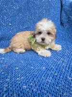 Sam, a male Mal Shi for sale in La Habra Heights, CA – 2 of 2