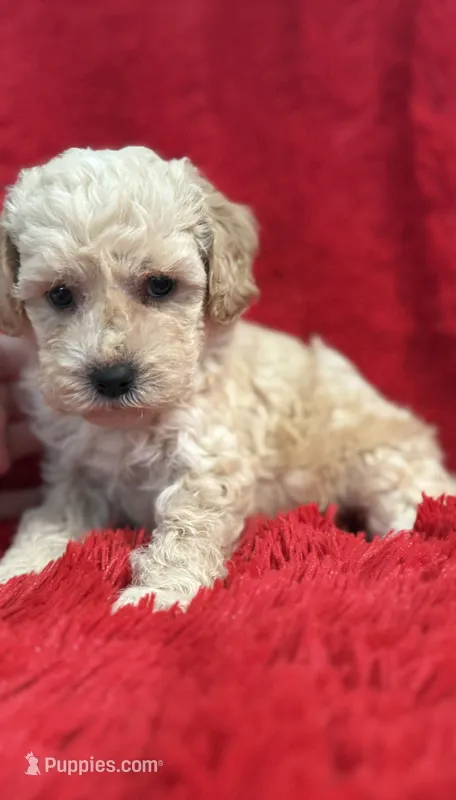 Luna – Maltipoo puppy for sale in La Habra Heights, CA