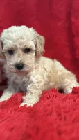 Luna, a female Maltipoo for sale in La Habra Heights, CA – 1 of 1