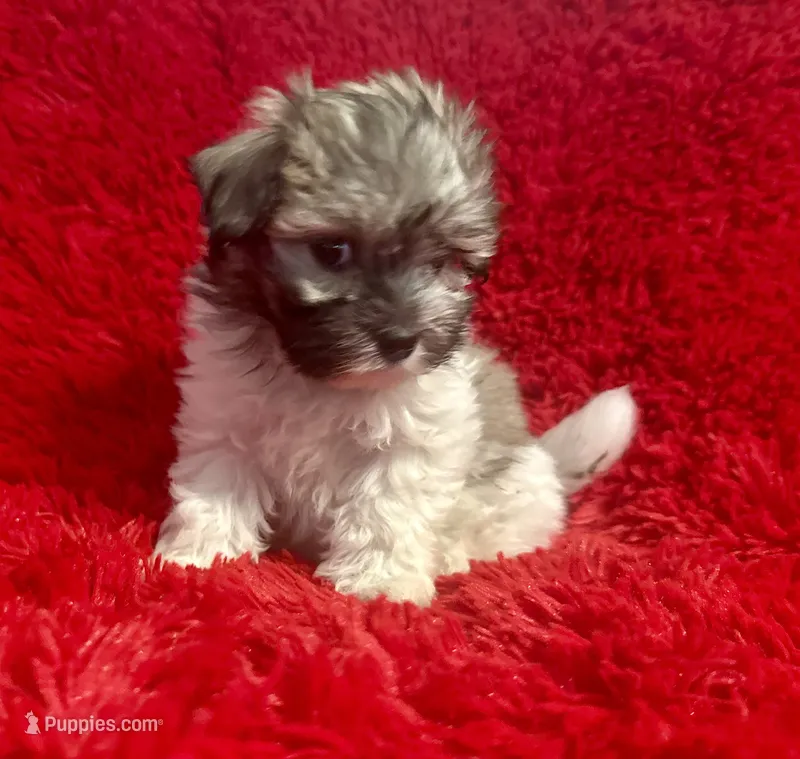 Bella – Mal Shi puppy for sale in La Habra Heights, CA