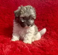 Bella, a female Mal Shi for sale in La Habra Heights, CA – 1 of 2