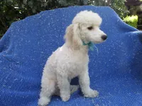 Hunter, a male Poodle - Miniature  for sale in La Habra Heights, CA – 1 of 1