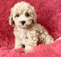 Max, a male Maltipoo for sale in La Habra Heights, CA – 1 of 1
