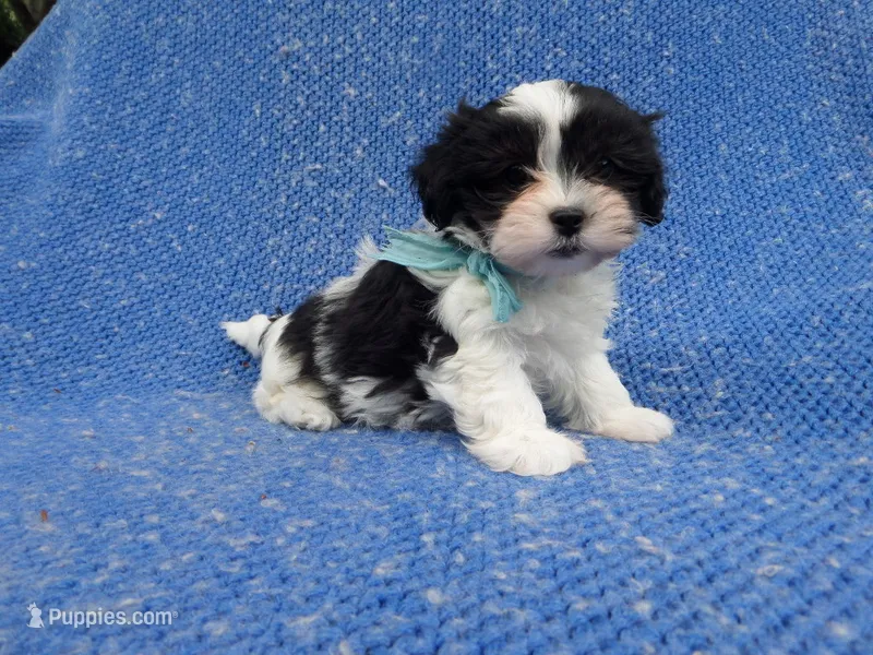 Ace – Mal Shi puppy for sale in La Habra Heights, CA