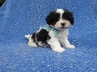 Ace, a male Mal Shi for sale in La Habra Heights, CA – 1 of 1