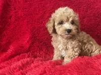 Zoe, a female Maltipoo for sale in La Habra Heights, CA – 2 of 2