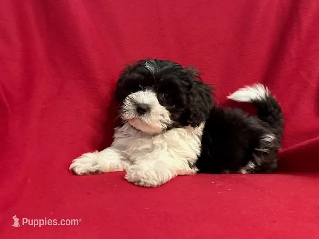 Erick – Mal Shi puppy for sale in La Habra Heights, CA