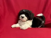 Erick, a male Mal Shi for sale in La Habra Heights, CA – 1 of 1