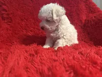 Toby, a male Maltipoo for sale in La Habra Heights, CA – 1 of 2