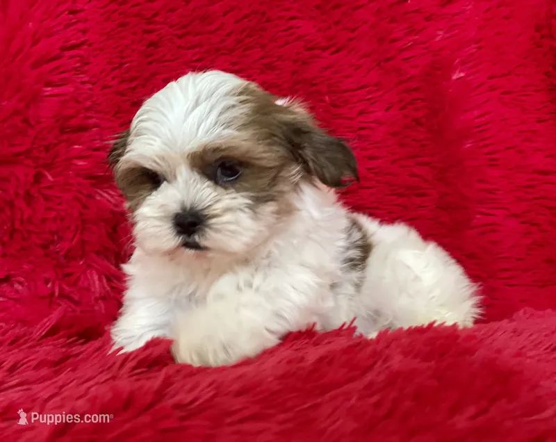 Charlie – Shih Tzu puppy for sale in La Habra Heights, CA