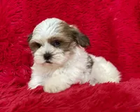 Charlie, a male Shih Tzu for sale in La Habra Heights, CA – 1 of 1