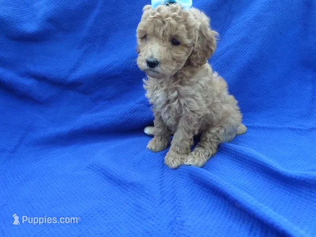 Bella – Poodle - Toy  puppy for sale in La Habra Heights, CA