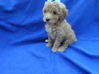 Bella, a female Poodle - Toy  for sale in La Habra Heights, CA – 1 of 1