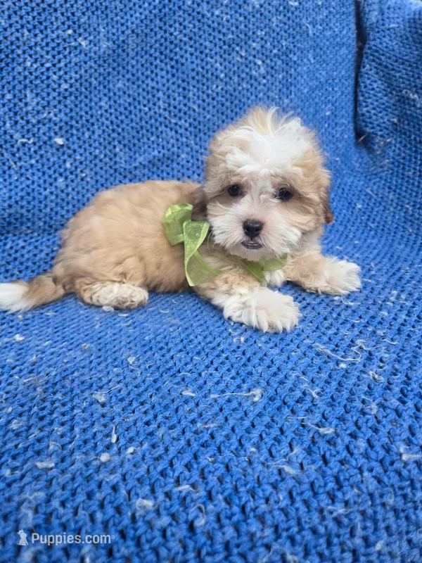 Bear – Mal Shi puppy for sale in La Habra Heights, CA