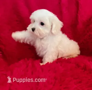Milo – Maltese puppy for sale in La Habra Heights, CA