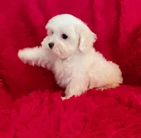 Milo, a male Maltese for sale in La Habra Heights, CA – 1 of 1
