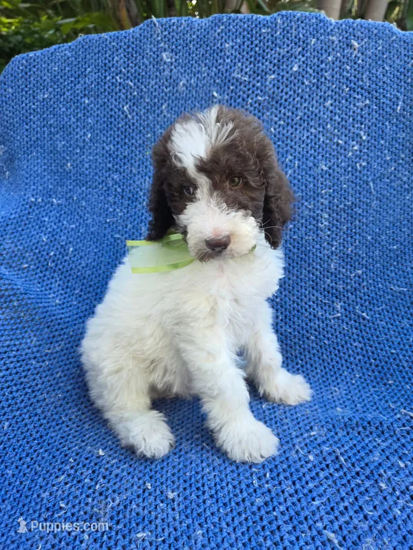 Teddy – Poodle - Standard  puppy for sale in La Habra Heights, CA