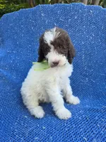 Teddy, a male Poodle - Standard  for sale in La Habra Heights, CA – 1 of 2