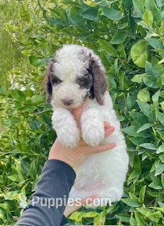 Teddy – Poodle - Standard  puppy for sale in La Habra Heights, CA