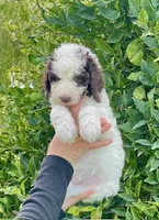 Teddy, a male Poodle - Standard  for sale in La Habra Heights, CA – 1 of 1