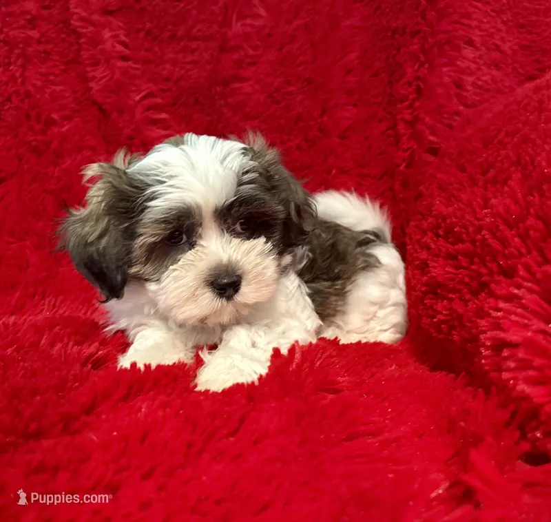 Erick – Shih Tzu puppy for sale in La Habra Heights, CA