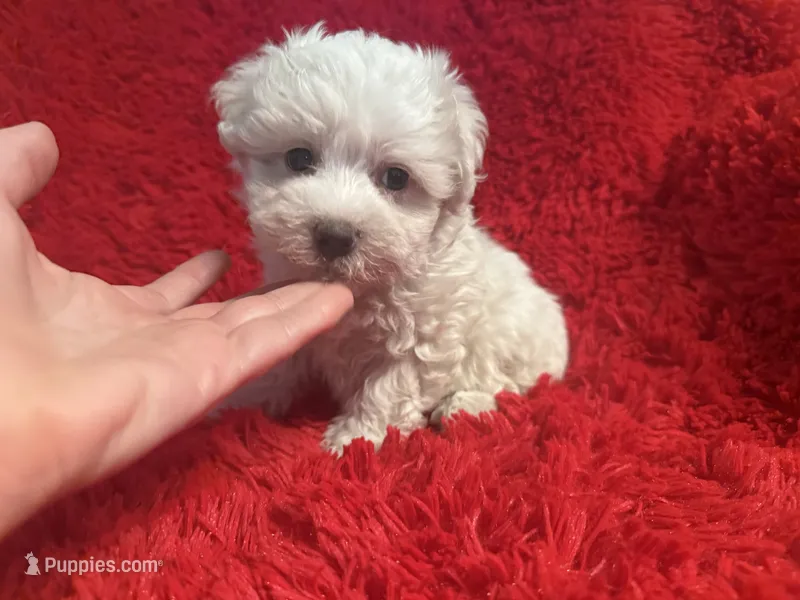 Toby – Maltipoo puppy for sale in La Habra Heights, CA