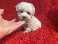 Toby, a male Maltipoo for sale in La Habra Heights, CA – 1 of 2