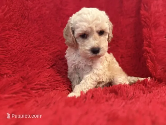 Hunter – Poodle - Toy  puppy for sale in La Habra Heights, CA