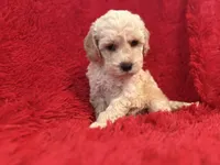 Hunter, a male Poodle - Toy  for sale in La Habra Heights, CA – 1 of 2