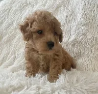 Bear , a male Maltipoo for sale in La Habra Heights, CA – 2 of 2