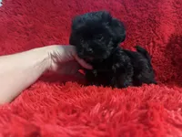 Daisy, a female Shihpoo for sale in La Habra Heights, CA – 2 of 2