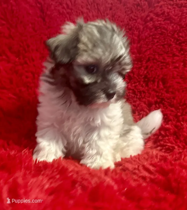 Bella – Mal Shi puppy for sale in La Habra Heights, CA