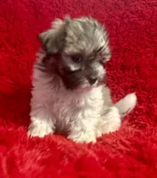 Bella, a female Mal Shi for sale in La Habra Heights, CA – 1 of 2