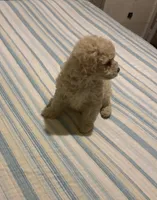 Max, a male Maltipoo for sale in La Habra Heights, CA – 2 of 2