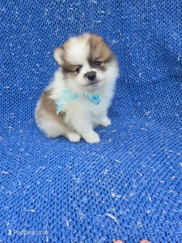 Stella  – Pomeranian puppy for sale in La Habra Heights, CA